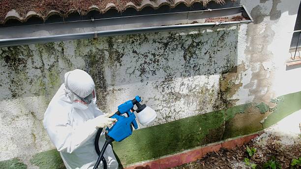 Top rated local Mold Remediation specialists in Boyds, MD